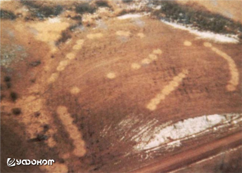 Аэрофотоснимок загадочных кругов на поле в округе Микер, Миннесота, в полумиле от места, где внутри круга нашли забитую телку. 1974 год.