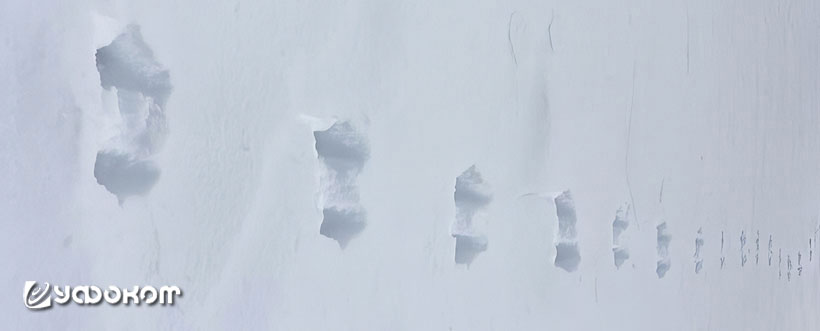 Следы белки, прыгающей по снегу. 