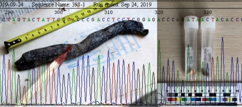 Молекулярно-генетический анализ образца ткани «баганалинского червя»