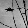 http://www.ufo-com.net/upload/iblock/2c6/041213-girenko-200x200.jpg