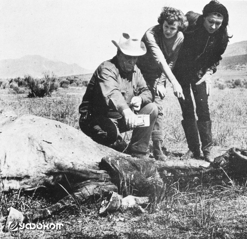 Дуэйн Мартин со счетчиком Гейгера, Нелли Льюис (в центре) и миссис Леона Веллингтон рядом с останками Леди.