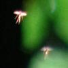 http://www.ufo-com.net/upload/iblock/4f5/100414-rosendeil-200x200.jpg