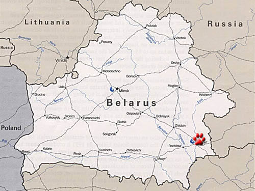 "Чупакабра" в Беларуси "Чупакабра" в Беларуси