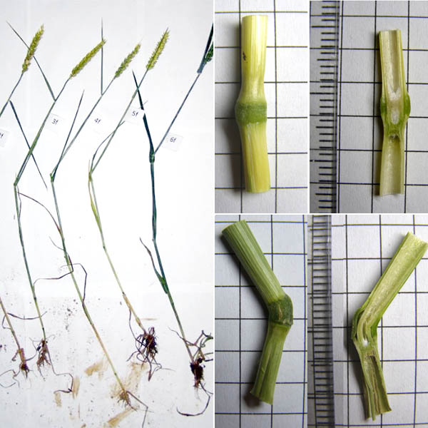 Искривление стеблей пшеницы, росшей в кругах
