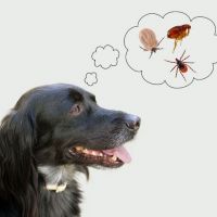 Как выбрать капли от блох и клещей для собаки
