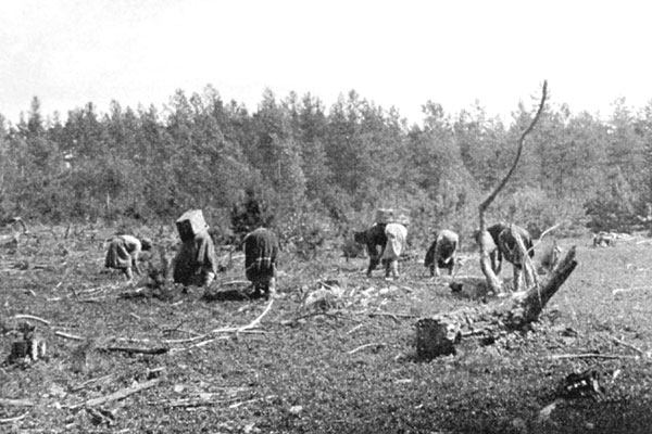 Сбор черники в окрестностях с. Чабель (Сарненский р-н). Из коллекции С. Двораковского, 30-е гг. XX в.