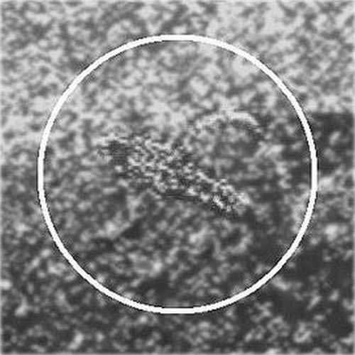 Фрагменты панорамы Венеры, на которых, по мнению Л. Ксанфомалити, видны предположительно живые организмы - "скорпион".