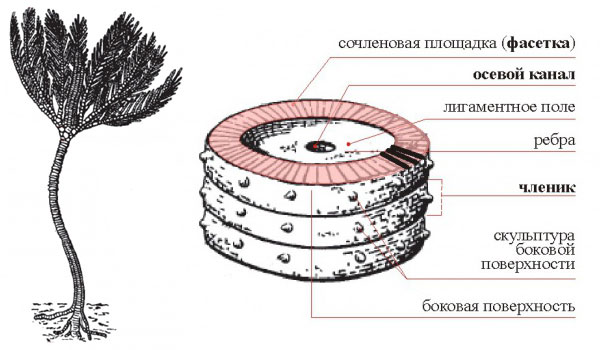 Строение члеников морской лилии