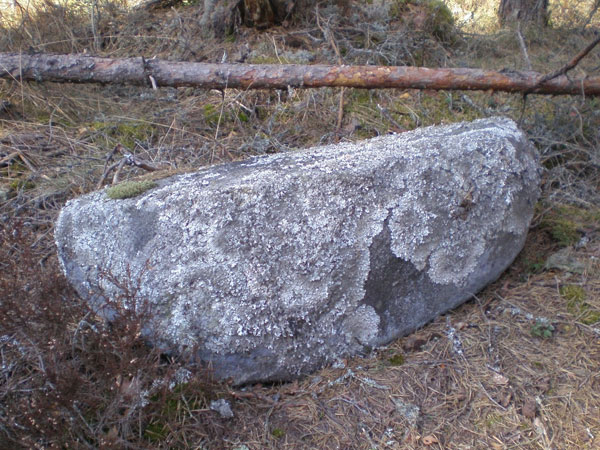 Рис. 6. Спицакменс в лесу Анценской волости. Фото автора.