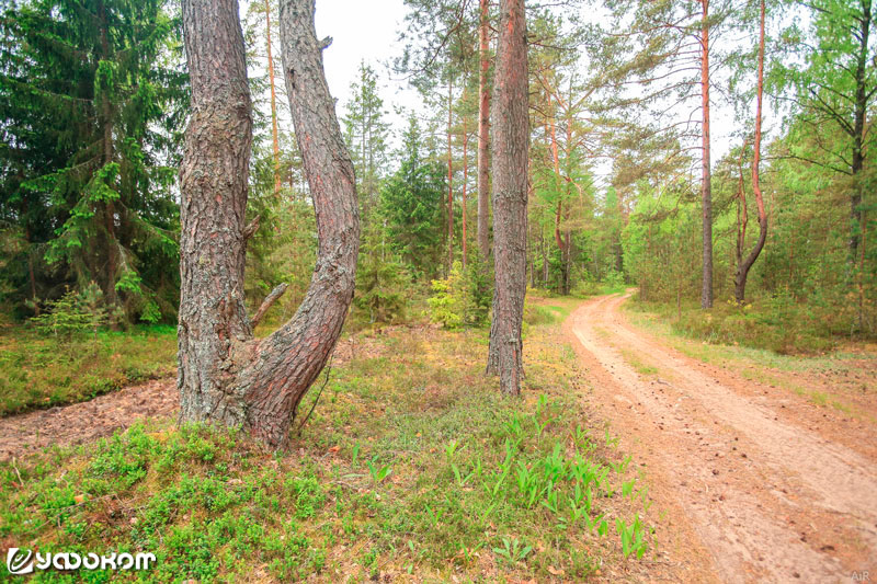 Искривленные деревья рядом с местом наблюдения. Фото Евгения Шапошникова.