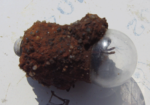 «Миллионолетняя лампочка», вмурованная в камень – обнаружена в одной из экспедиций Уфокома под Оршей в 2006 году. На самом деле вокруг нее сцементировавшийся до состояния камня песчаник.