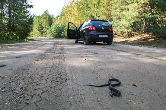 На Воздвиженье змеи буквально выползают из леса под колеса машин (фото Евгения Шапошникова).  