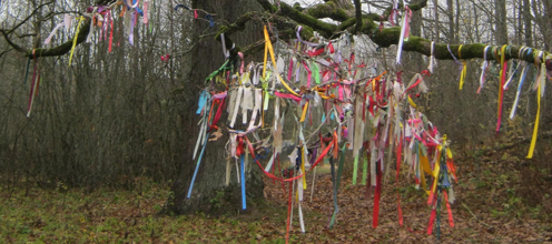 Дубы-врачеватели