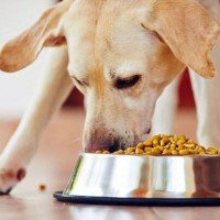 Как выбрать корм для собак