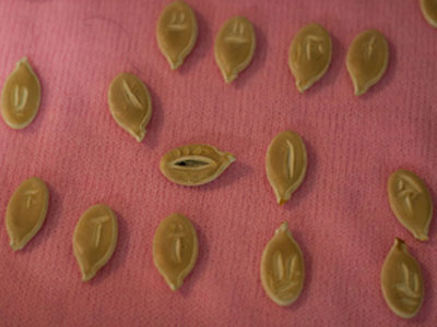 Некоторые семена, извлеченные из тыквы в г. Салават (Башкирия, 2010 год). Выбраны однотипные изображения, которые могут иметь сходство с буквами арабского алфавита. 