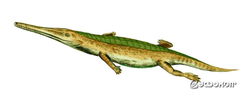 Пелагозавр – один из представителей талаттозухов.