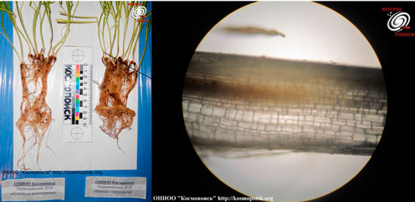 Слева: исследование корневой системы пророщенных образцов из пиктограммы «Первомайская»; справа – срез колоса полегшей в пиктограмме пшеницы под микроскопом.