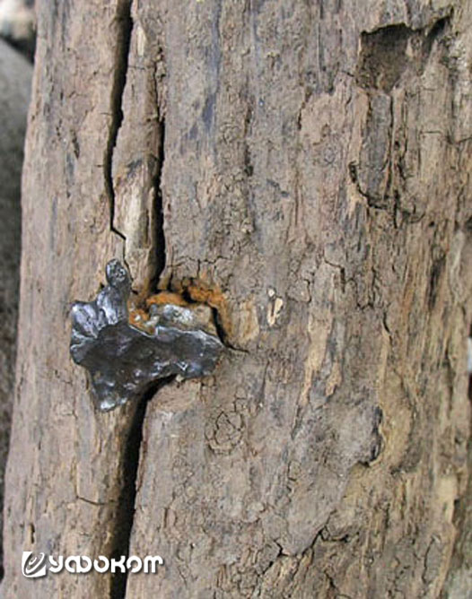 Фрагмент Сихотэ-Алинского метеорита, застрявший в дереве.