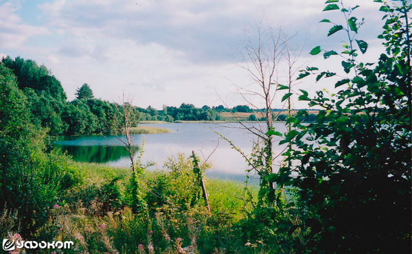 Девичье озеро возле д. Поречье Лепельского р-на Витебской обл. Фото Л. В. Дучиц и И. Е. Климкович (2009 год).