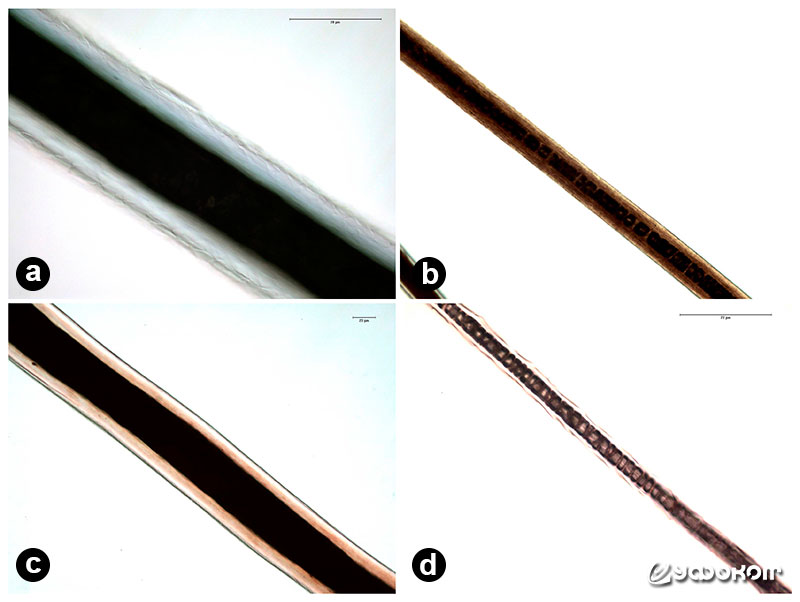 Рис. 2. Просвечивающая микроскопия: а) остевого волоса собаки (400x) б) пухового волоса собаки (400x) в) остевого волоса волка (200x) г) пухового волоса волка (200x) по данным Alaska Fur ID Project [2].