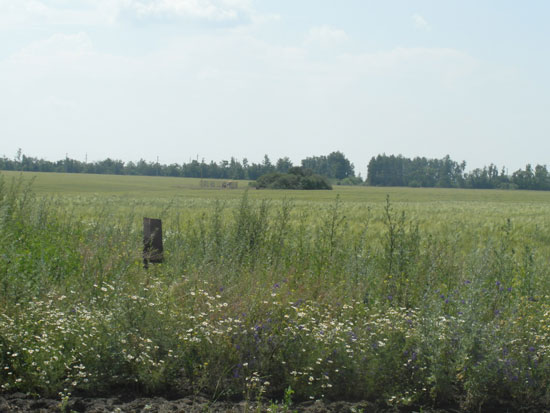 Просека и островок кустов на поле, где были зафиксированы  НЛО. 