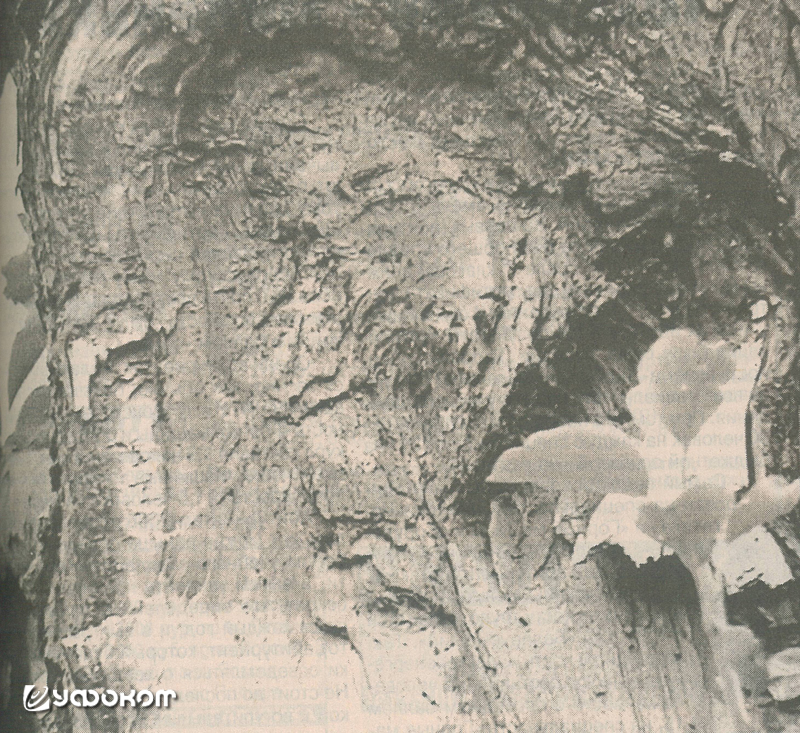 Рис. 5. Лик на груше в д. Летенец Солигорского р-на. Фото Эдуарда Кидяева и Елены Дорошевич, 2005 год.