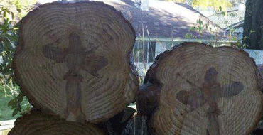 Изображения крестов в стволах деревьев: факты, закономерности, возможные объяснения