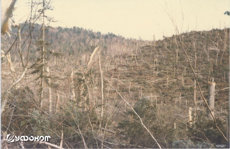 Солонцовский древовал. Фото Константина Пискунова, 2000 год.