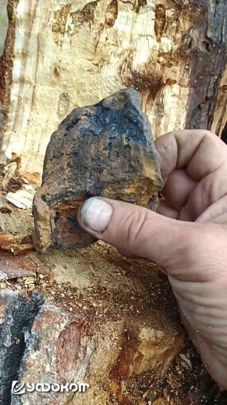 Скриншот из видео Г. Соболева об обнаружении обожженного камня в стволе дерева.