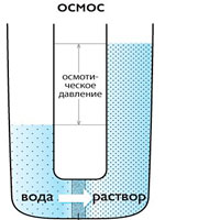 Один лишь осмос...