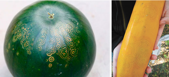 Слева: симптомы болезни Watermelon mosaic virus, справа: проявление симптоматики вируса на кабачке.