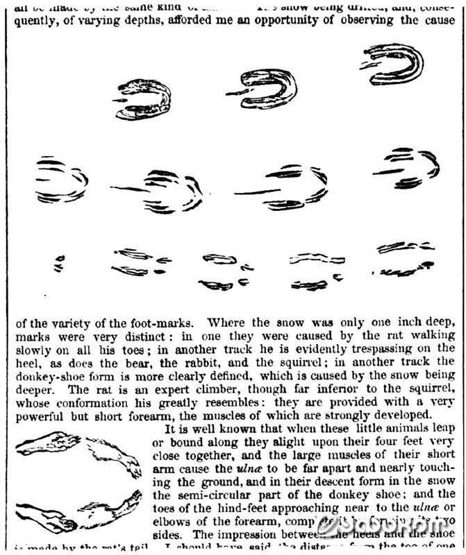 Зарисовка следов крыс, напоминающих подкову («Illustrated London News»).