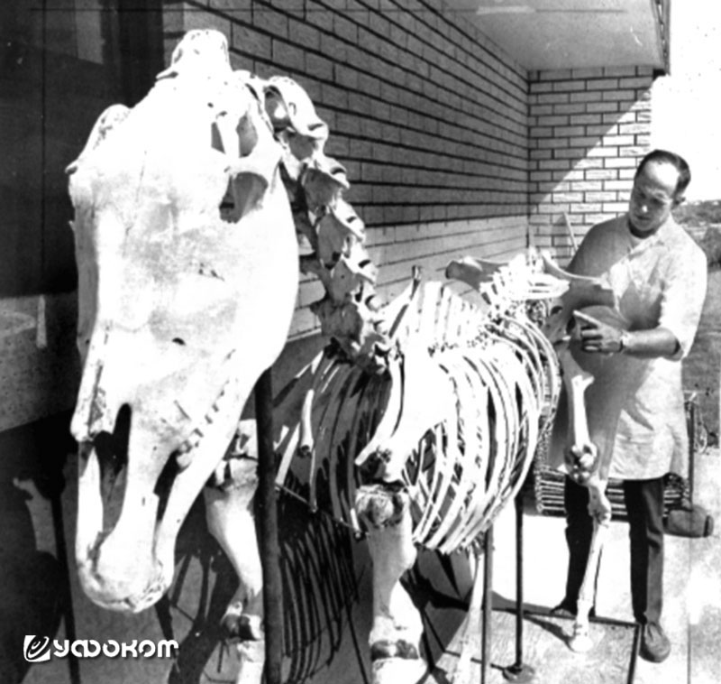 Ветеринар Уоллес Лири рядом с собранным скелетом.
