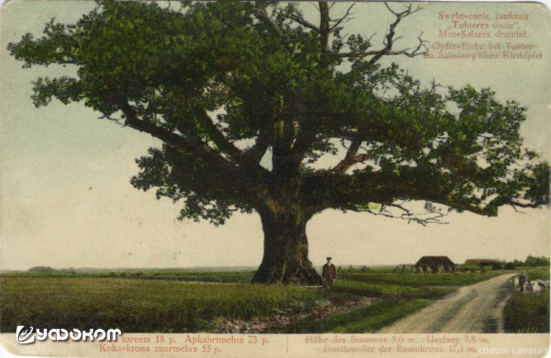 Рис. 2. Дуб Тутерес в Вецатской волости, 1915 год. Фото с сайта: www.dom.lndb.lv.