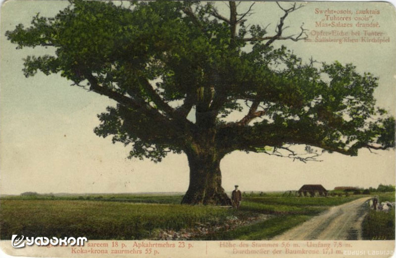 Рис. 2. Дуб Тутерес в Вецатской волости, 1915 год. Фото с сайта: www.dom.lndb.lv. Рис. 2. Дуб Тутерес в Вецатской волости, 1915 год. Фото с сайта: www.dom.lndb.lv.