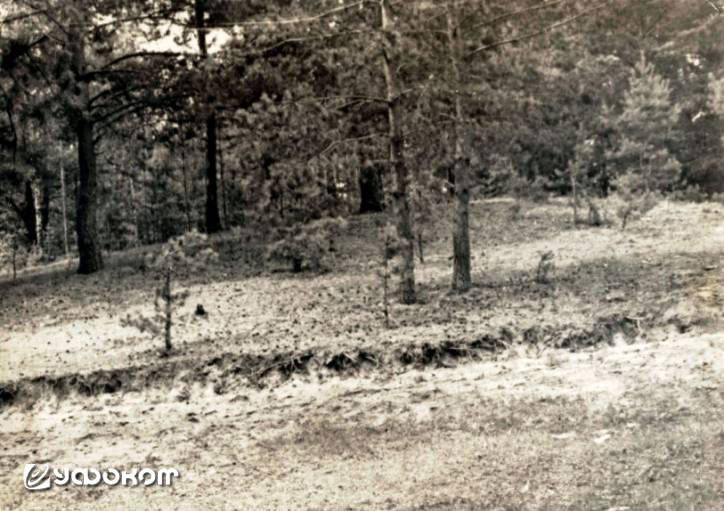 Яшукова гора в окрестностях Люсино. Фото 1967 года [7].