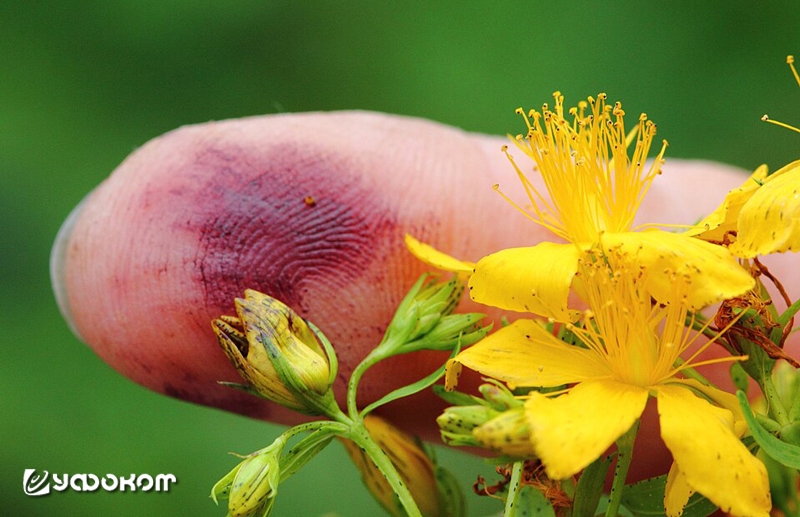 По преданию, в зверобой после усекновения головы ушла кровь Иоанна Крестителя – при растирании из цветков выделяется красный пигмент гиперицин, а пик цветения приходится на день Святого Иоанна (Иванов день), отмечаемый 24 июня.