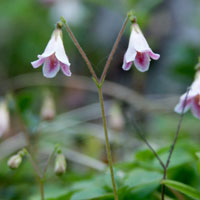 Линнея северная (Linnaea borealis)