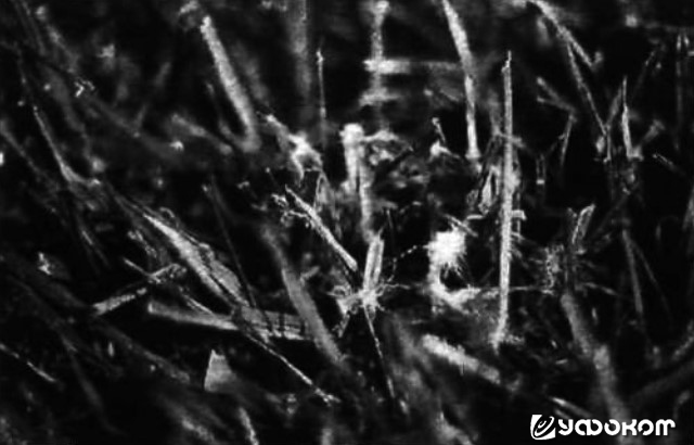 Рис. 4. Черная ножка у газонной травы, вызванная грибом рода Pythium, видны увеличенные нити. Фото Дж. Дрю Смита.