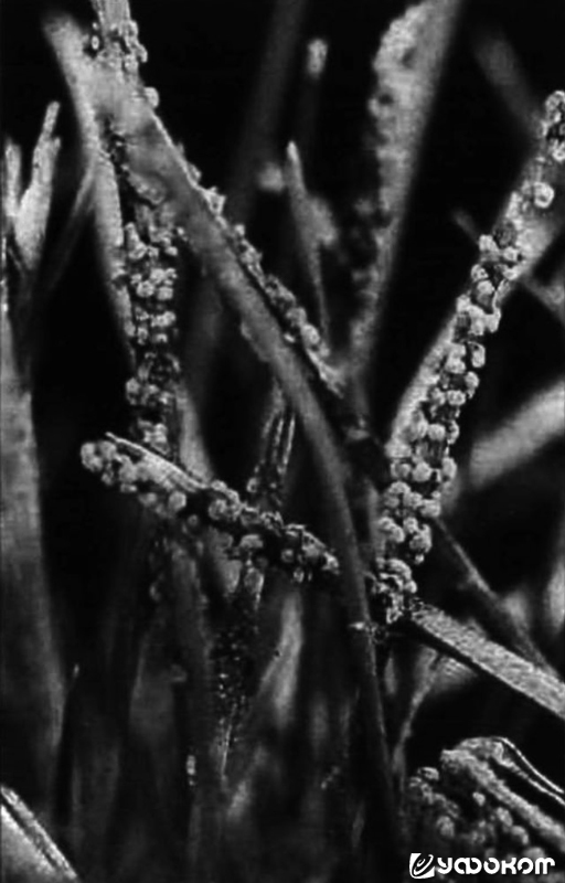 Рис. 9. Слизевик Physarum cinereal. Фото Дж. Дрю Смита.