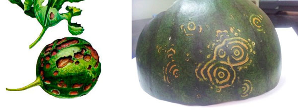 Слева: антракноз арбуза, справа: проявление символов на арбузе из г. Пески (2013 год). Сходства мало.