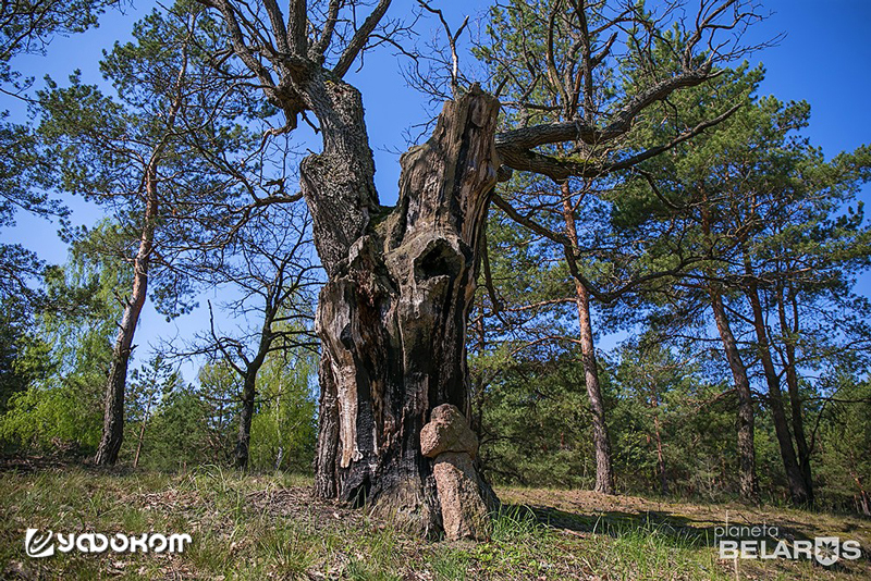 Дуб в д. Радзивиловичи Лельчицкого района Гомельской области.