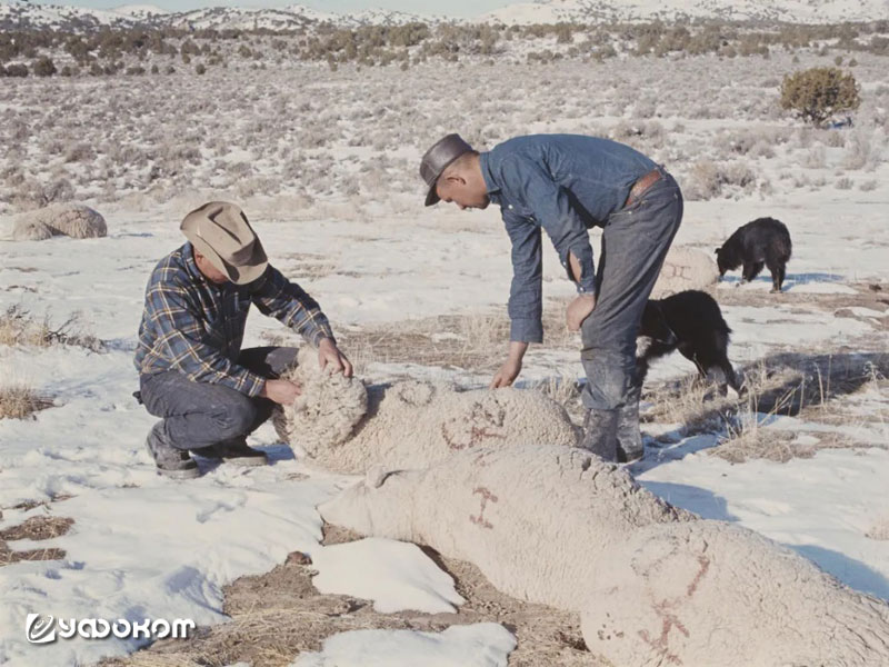 Фермеры осматривают трупы овец на ранчо недалеко от полигона Дагуэй в Юте.