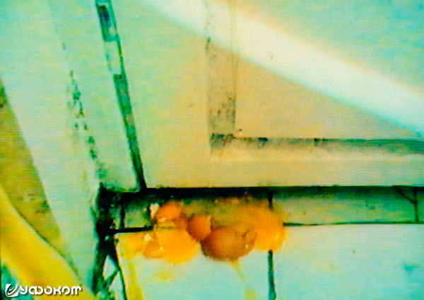 Несколько яиц из закрытого холодильника прилетели по кривой траектории в зал и разбились у порога балкона (весна 1998 года).