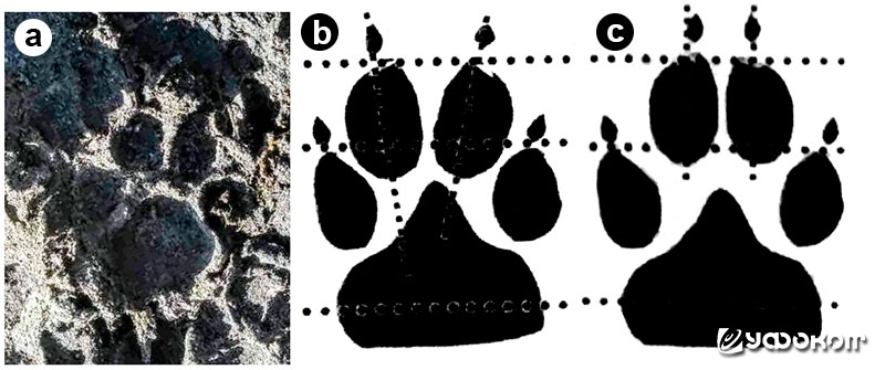 Рис. 1. а) след, оставленный мозырской «чупакаброй», б), в) морфология следа собаки и волка, соответственно, по данным идентификатора следов животных Лобергского зоопарка, Германия.