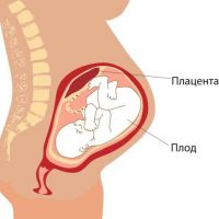 Плацента при беременности: формирование и функции