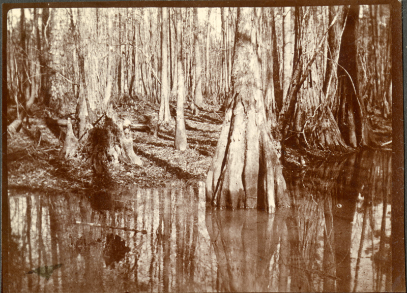 Болото в Южной Каролине, фото 1898 года.