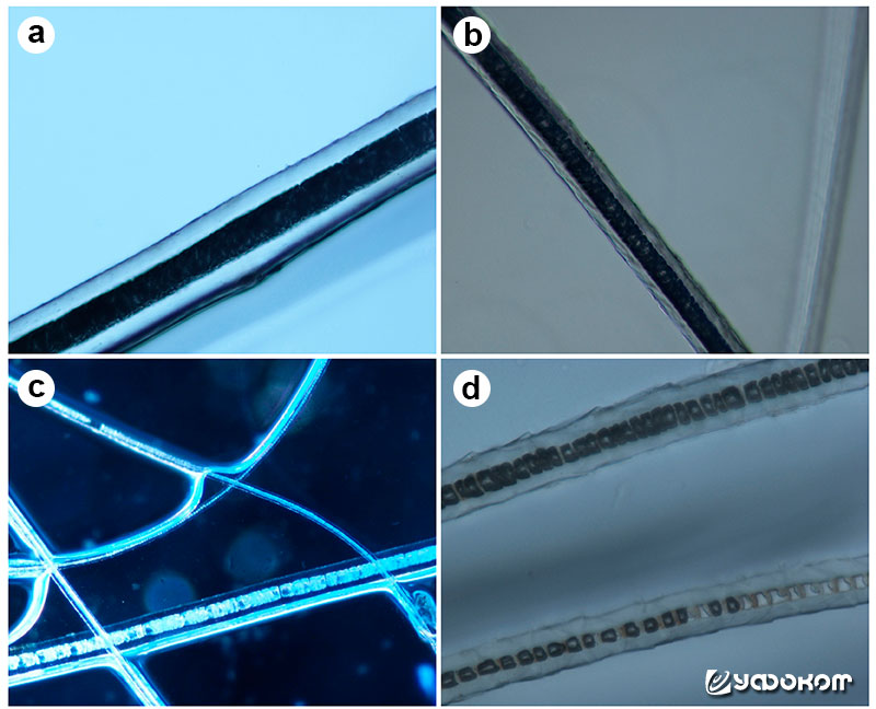 Рис. 3. Микроскопия шерсти мозырской «чупакабры» а) остевой волос (просвечивающая микроскопия, об. 20x) б), в) пуховой волос (фазово-контрастная микроскопия, об. 20x и 40х, соотв.) г) пуховой волос (просвечивающая микроскопия, об. 40x).