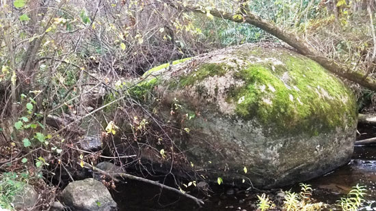 Фото 4. Камень в реке Чечора. Фото автора.