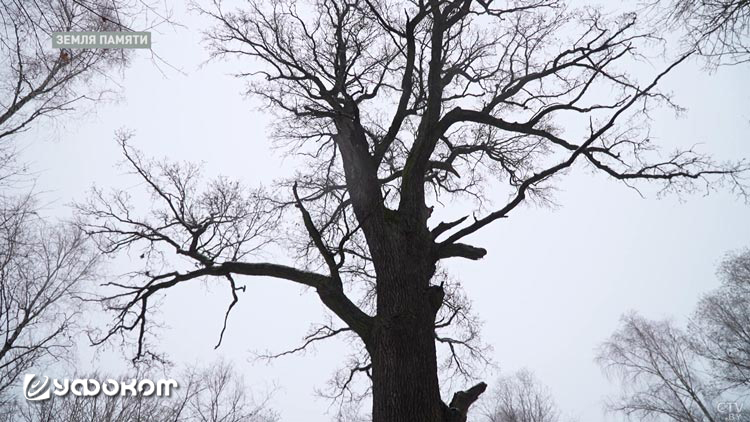 Дуб у деревни Новое Роматово Малоритского района Брестской области.